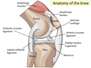 Anatomy Of The Knee