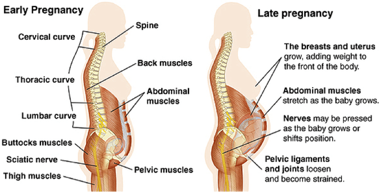 Pregnancy Posture Chiropractic Chelmsford