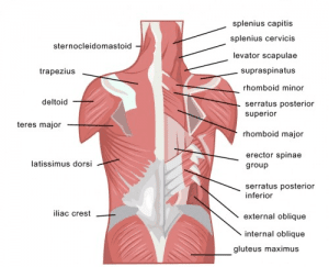 Lower Back Muscles 300x243