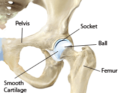 Hip Anatomy Drawing