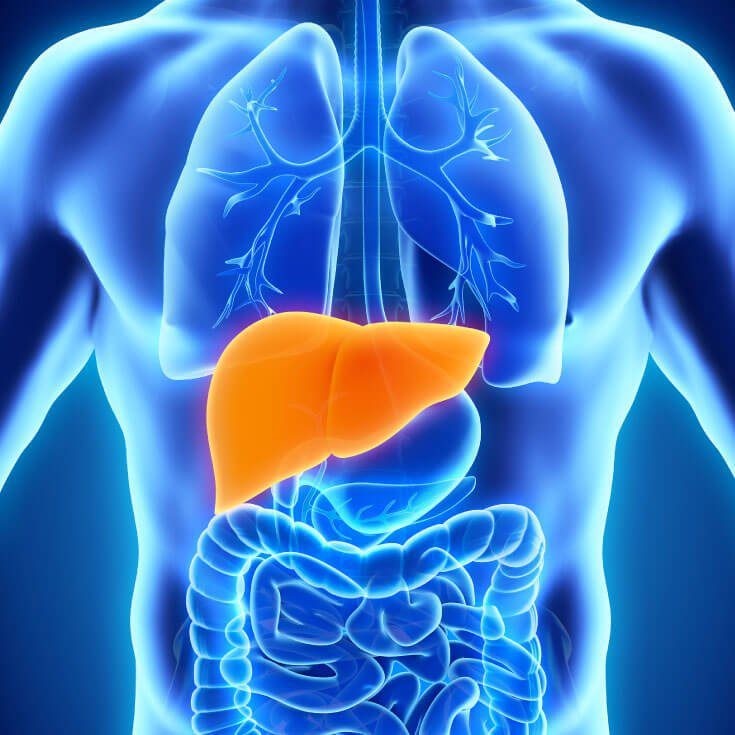 The Liver