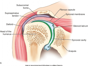 Frozen Shoulder 300x224