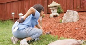 Spring is coming! - Gardening tips for a healthy spine Gardening Back Injury 300x156