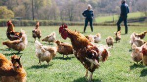 Free Range Chickens 300x168