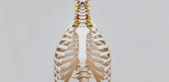 Thorax Spine