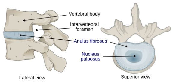 Spinal Disc Diagram